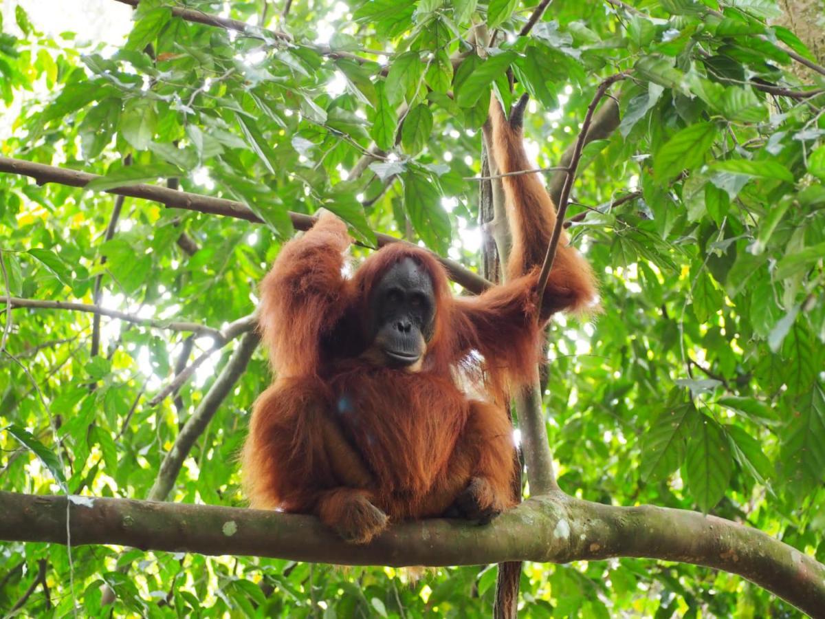 بوكيت لاوانج Lucky Bamboo'Bungalows-Resto And Orangutan Jungle Trekking Tours المظهر الخارجي الصورة