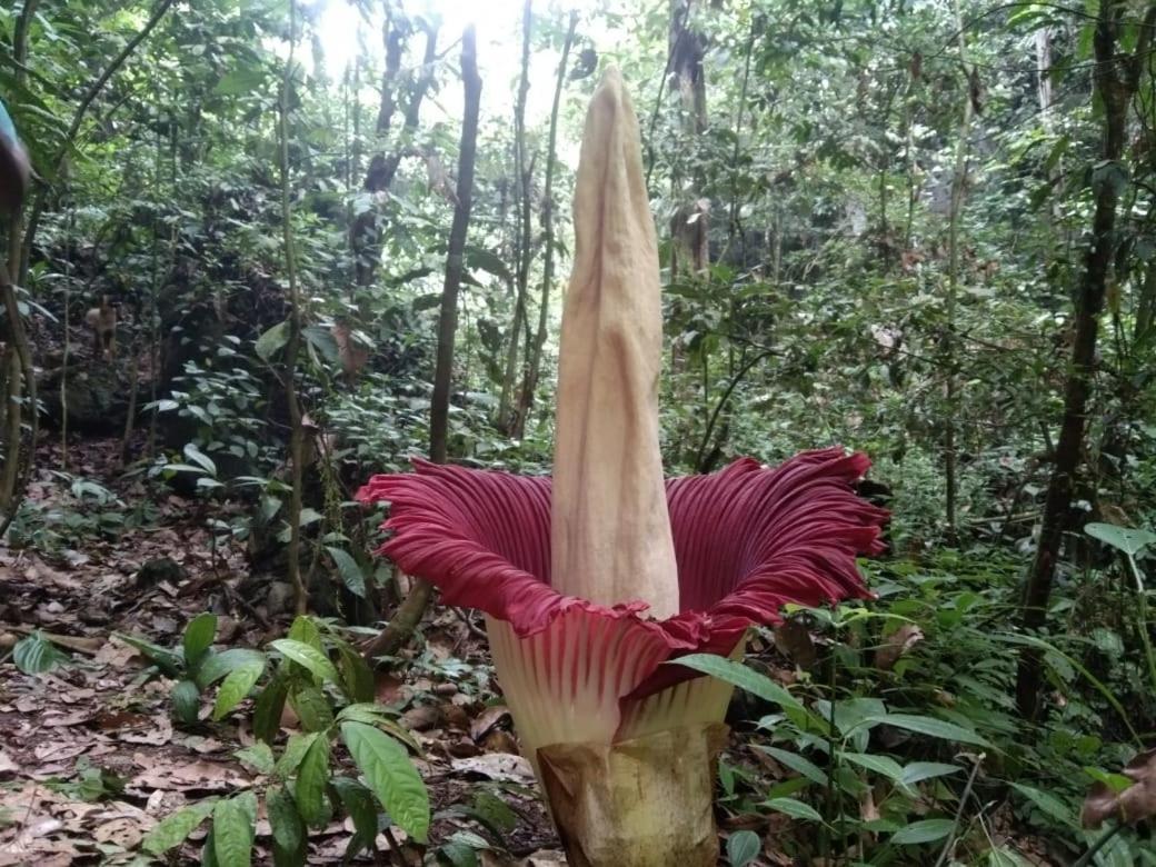بوكيت لاوانج Lucky Bamboo'Bungalows-Resto And Orangutan Jungle Trekking Tours المظهر الخارجي الصورة