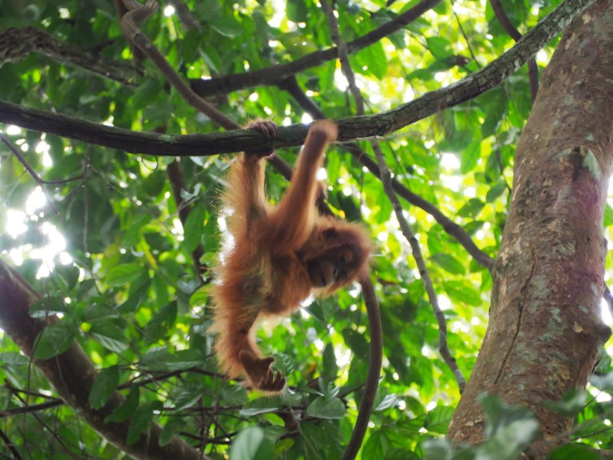 بوكيت لاوانج Lucky Bamboo'Bungalows-Resto And Orangutan Jungle Trekking Tours المظهر الخارجي الصورة