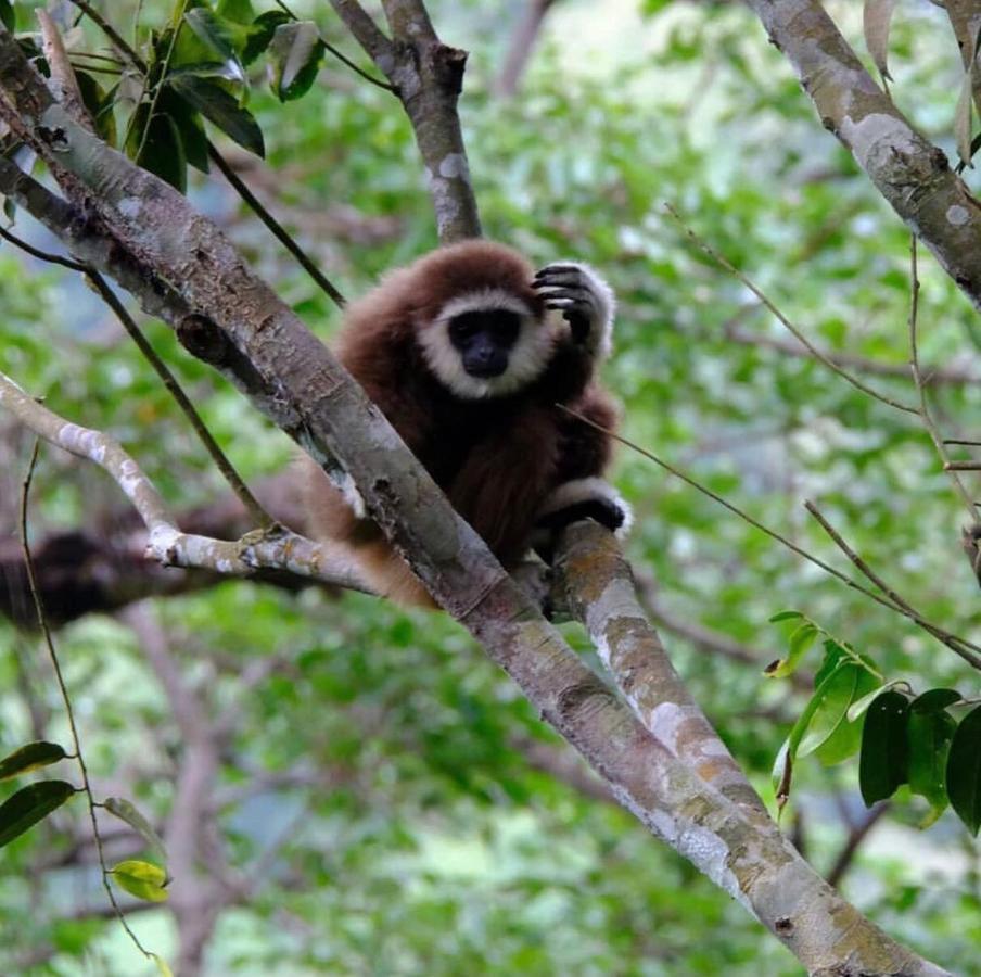 بوكيت لاوانج Lucky Bamboo'Bungalows-Resto And Orangutan Jungle Trekking Tours المظهر الخارجي الصورة