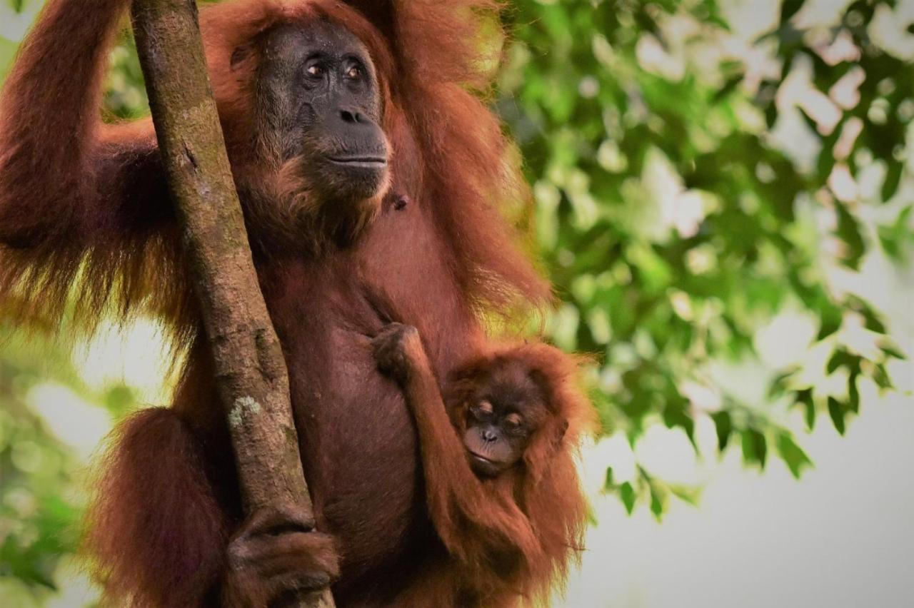 بوكيت لاوانج Lucky Bamboo'Bungalows-Resto And Orangutan Jungle Trekking Tours المظهر الخارجي الصورة