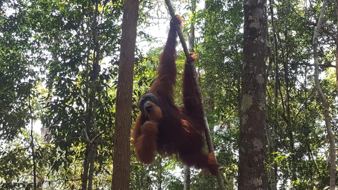 بوكيت لاوانج Lucky Bamboo'Bungalows-Resto And Orangutan Jungle Trekking Tours المظهر الخارجي الصورة
