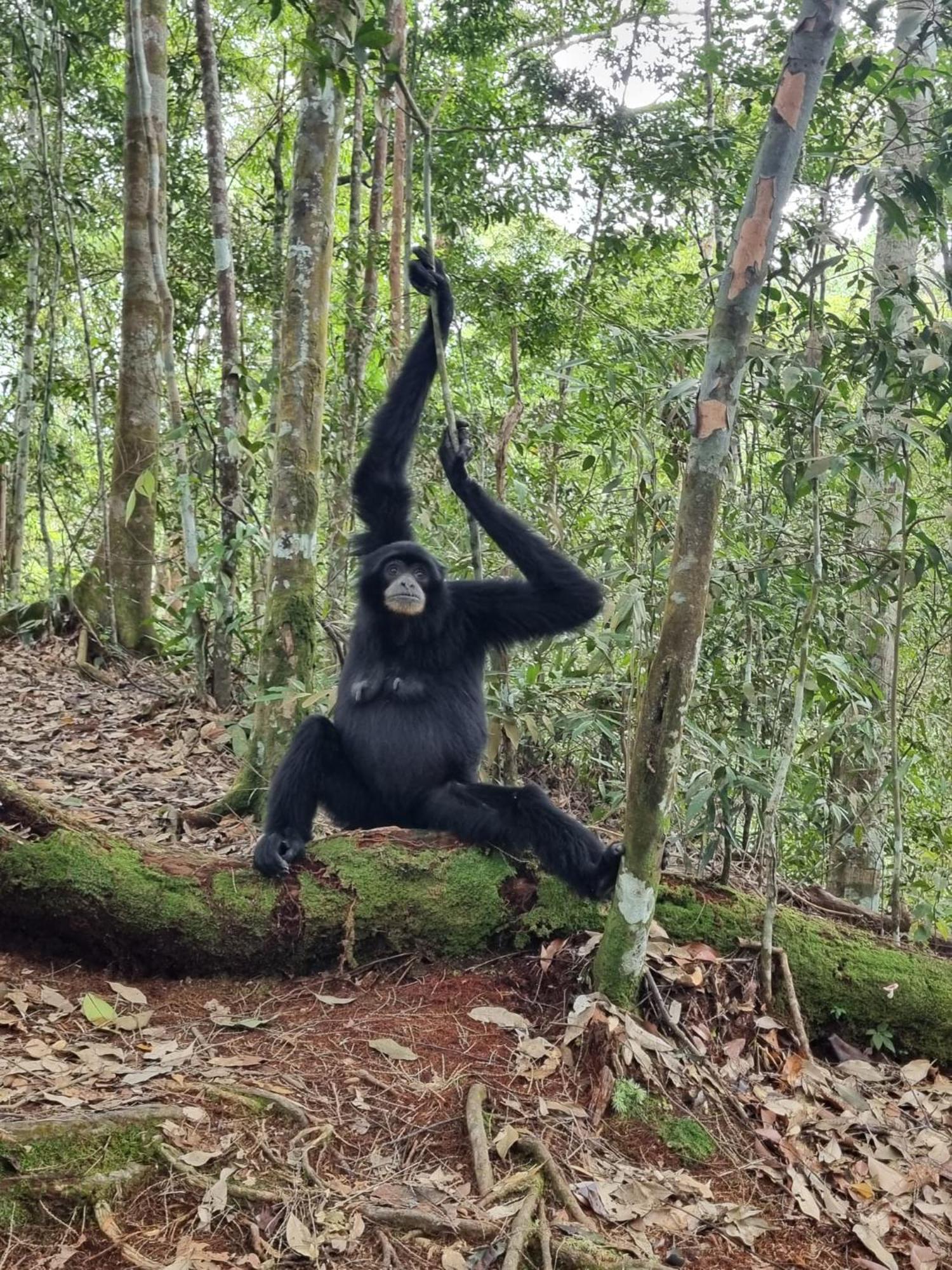 بوكيت لاوانج Lucky Bamboo'Bungalows-Resto And Orangutan Jungle Trekking Tours المظهر الخارجي الصورة