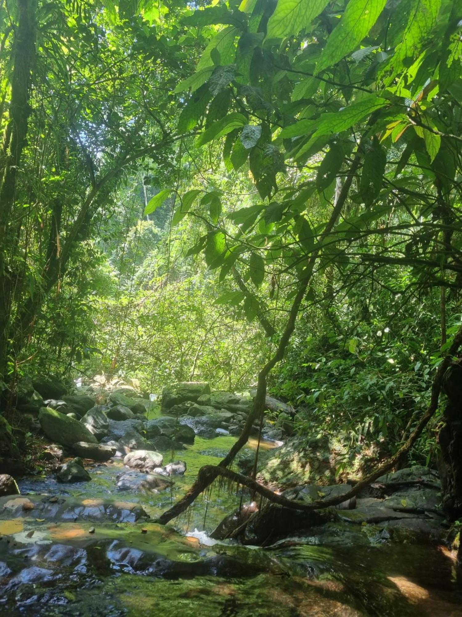 بوكيت لاوانج Lucky Bamboo'Bungalows-Resto And Orangutan Jungle Trekking Tours المظهر الخارجي الصورة