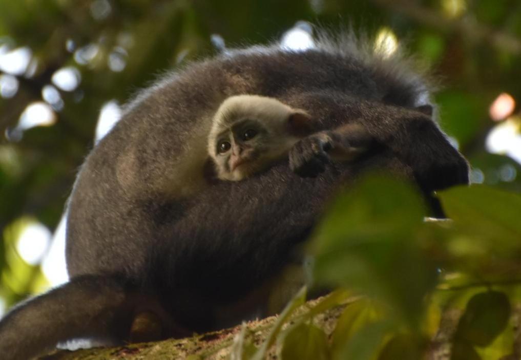 بوكيت لاوانج Lucky Bamboo'Bungalows-Resto And Orangutan Jungle Trekking Tours المظهر الخارجي الصورة