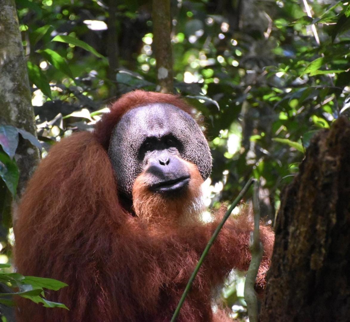 بوكيت لاوانج Lucky Bamboo'Bungalows-Resto And Orangutan Jungle Trekking Tours المظهر الخارجي الصورة
