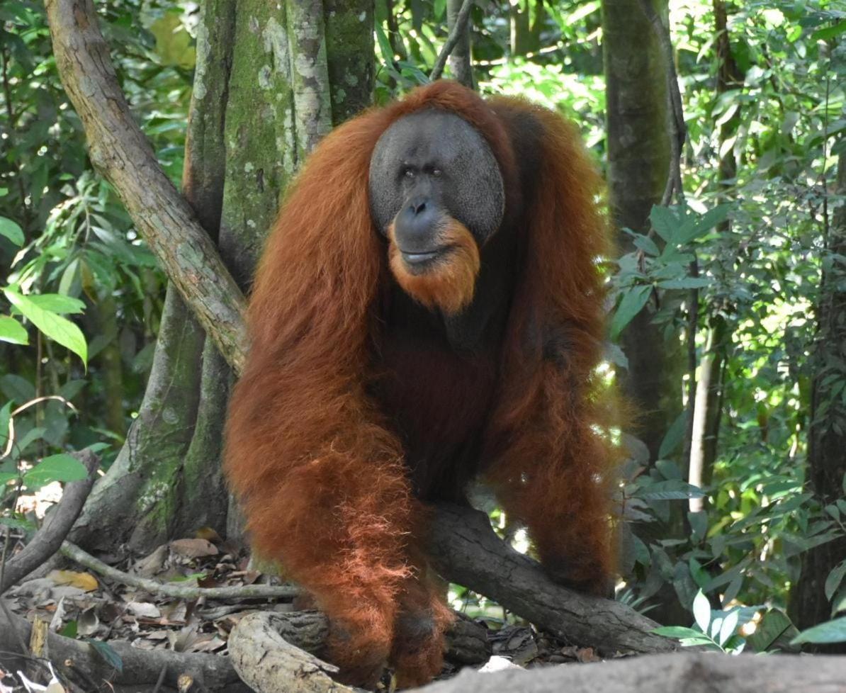 بوكيت لاوانج Lucky Bamboo'Bungalows-Resto And Orangutan Jungle Trekking Tours المظهر الخارجي الصورة