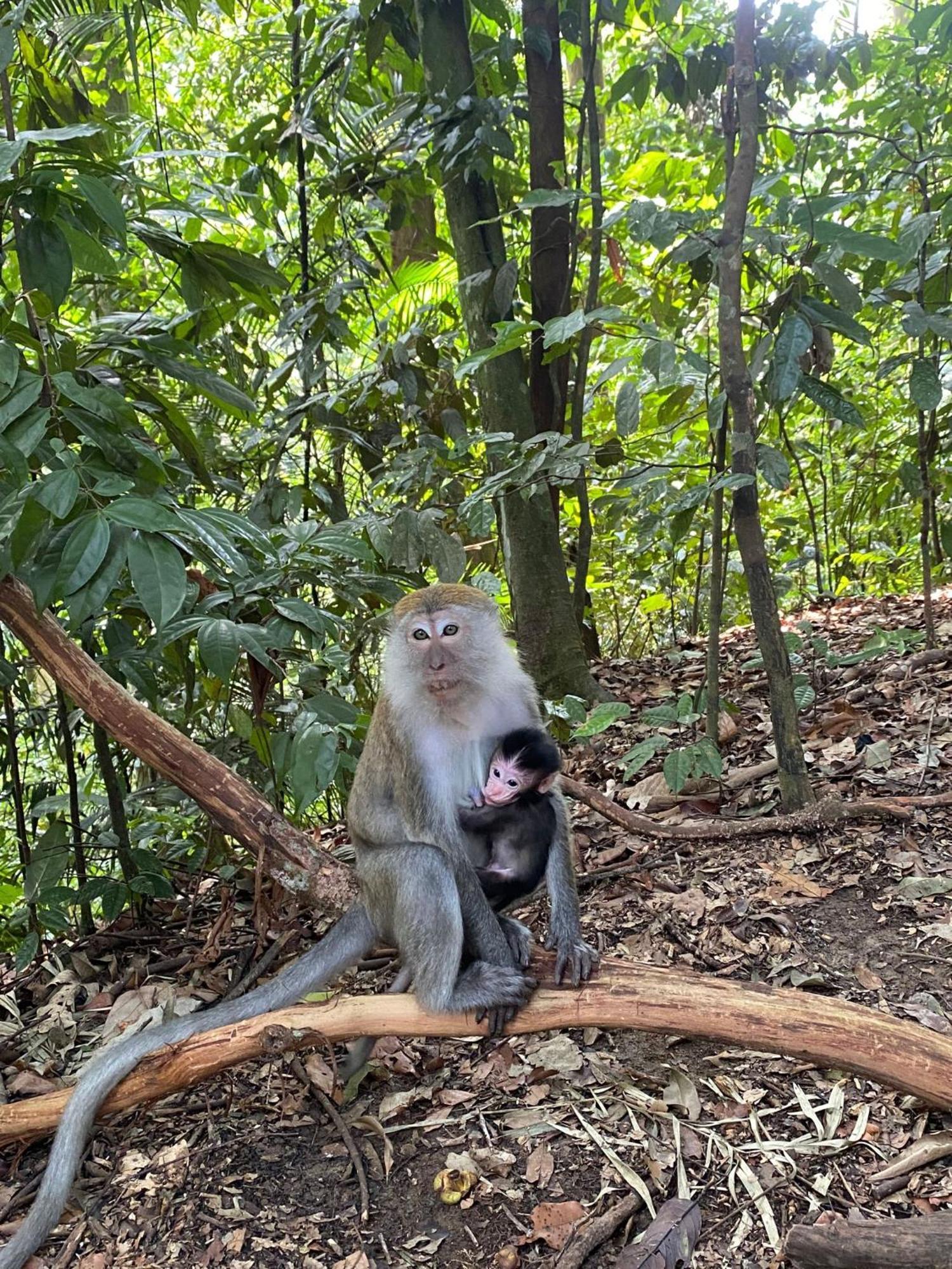بوكيت لاوانج Lucky Bamboo'Bungalows-Resto And Orangutan Jungle Trekking Tours المظهر الخارجي الصورة