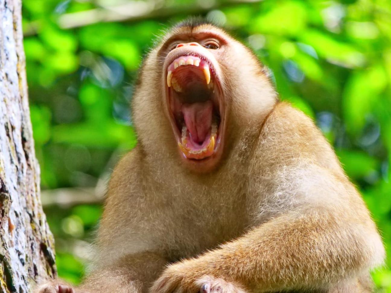 بوكيت لاوانج Lucky Bamboo'Bungalows-Resto And Orangutan Jungle Trekking Tours المظهر الخارجي الصورة