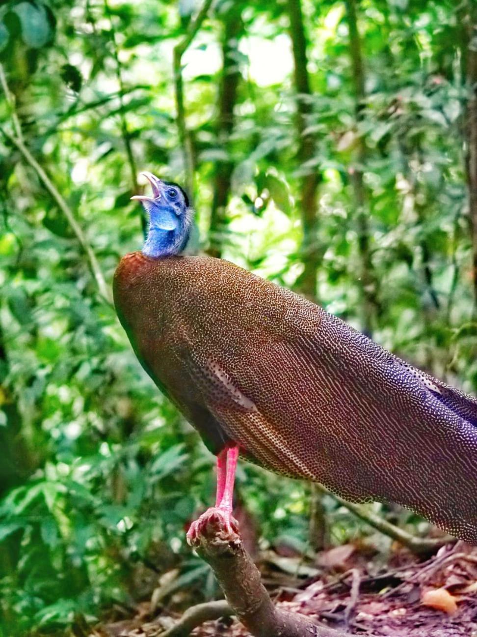 بوكيت لاوانج Lucky Bamboo'Bungalows-Resto And Orangutan Jungle Trekking Tours المظهر الخارجي الصورة