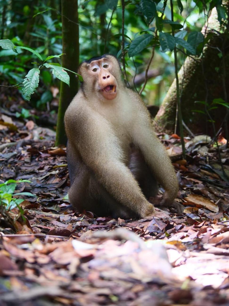 بوكيت لاوانج Lucky Bamboo'Bungalows-Resto And Orangutan Jungle Trekking Tours المظهر الخارجي الصورة