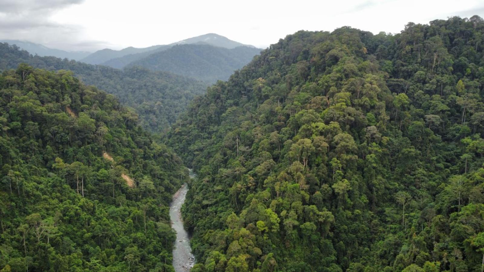 بوكيت لاوانج Lucky Bamboo'Bungalows-Resto And Orangutan Jungle Trekking Tours المظهر الخارجي الصورة