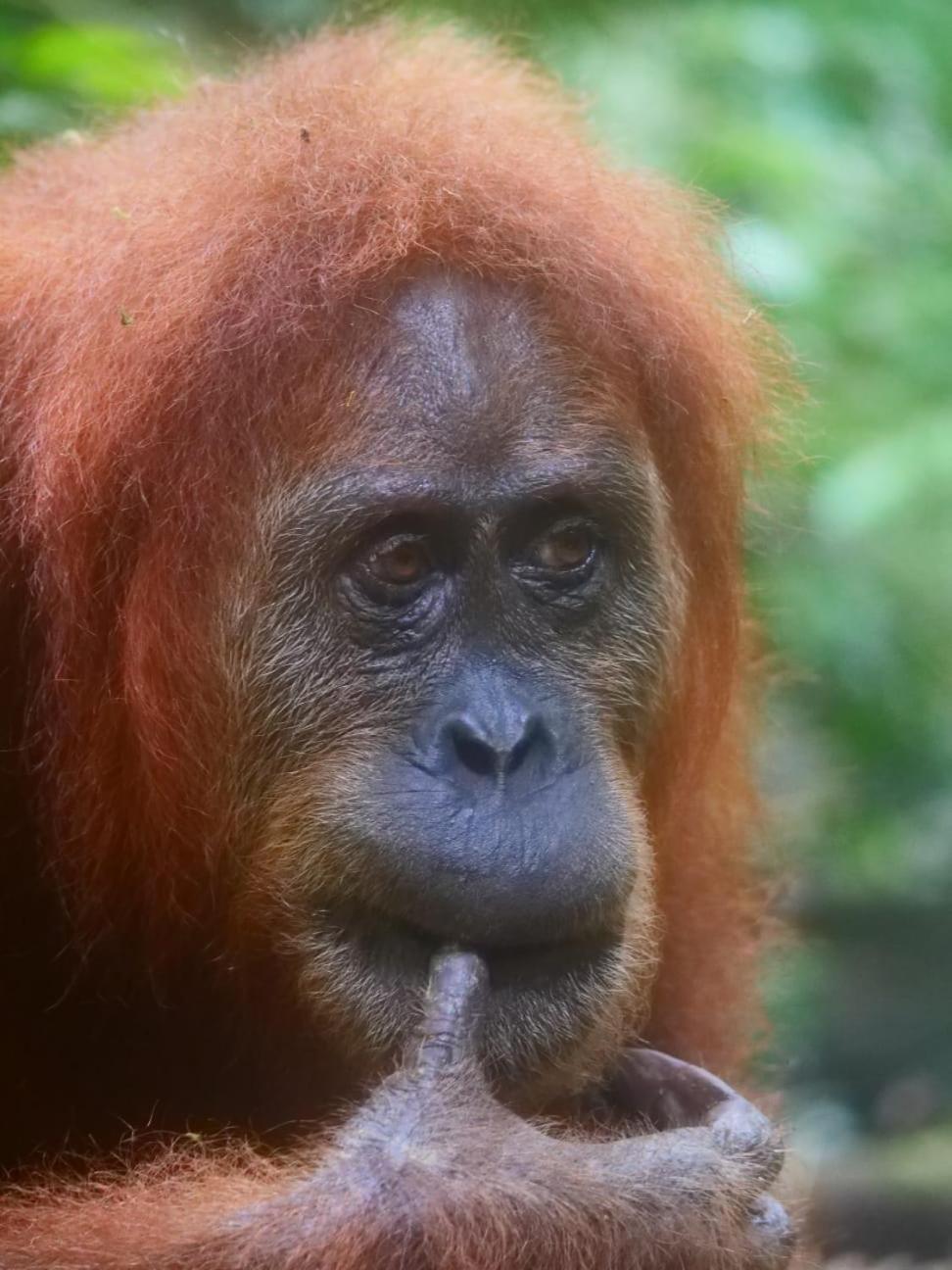 بوكيت لاوانج Lucky Bamboo'Bungalows-Resto And Orangutan Jungle Trekking Tours المظهر الخارجي الصورة