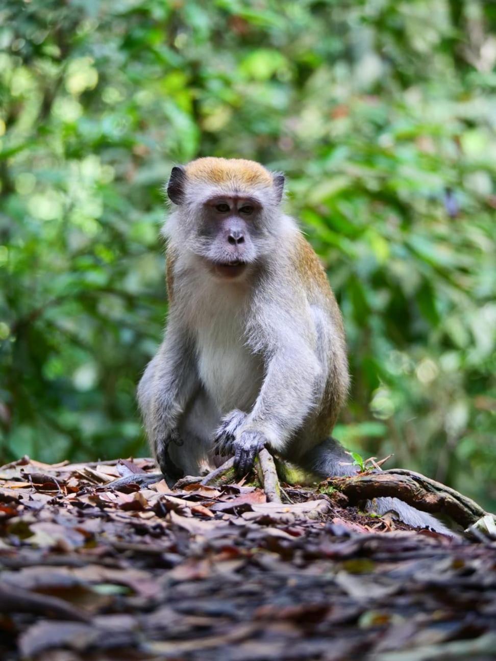 بوكيت لاوانج Lucky Bamboo'Bungalows-Resto And Orangutan Jungle Trekking Tours المظهر الخارجي الصورة