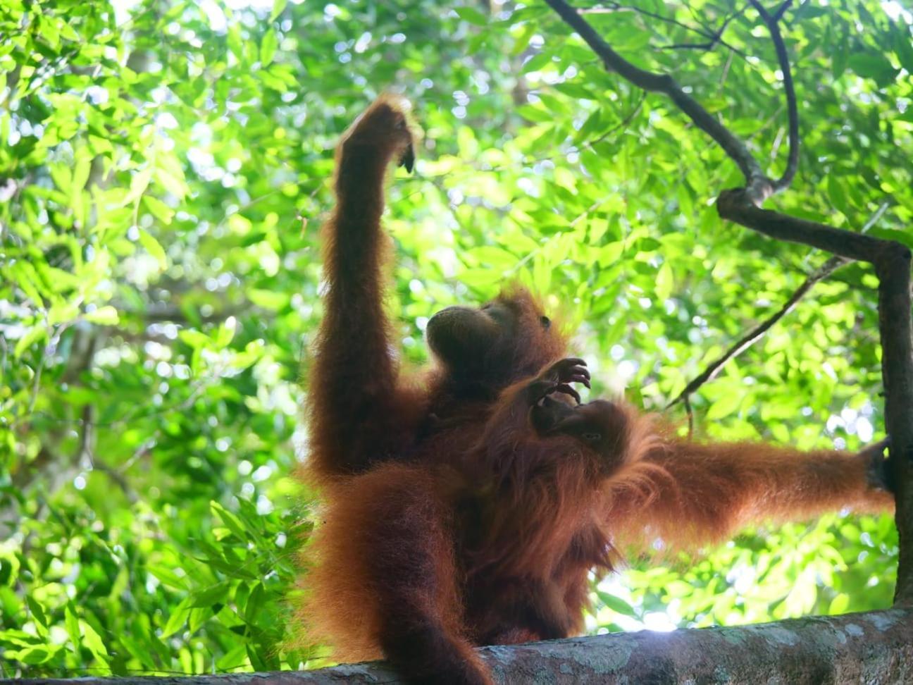 بوكيت لاوانج Lucky Bamboo'Bungalows-Resto And Orangutan Jungle Trekking Tours المظهر الخارجي الصورة
