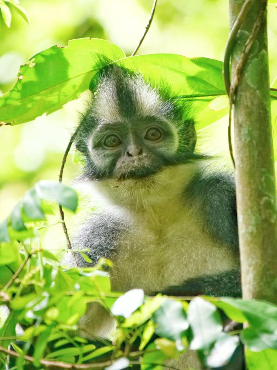 بوكيت لاوانج Lucky Bamboo'Bungalows-Resto And Orangutan Jungle Trekking Tours المظهر الخارجي الصورة