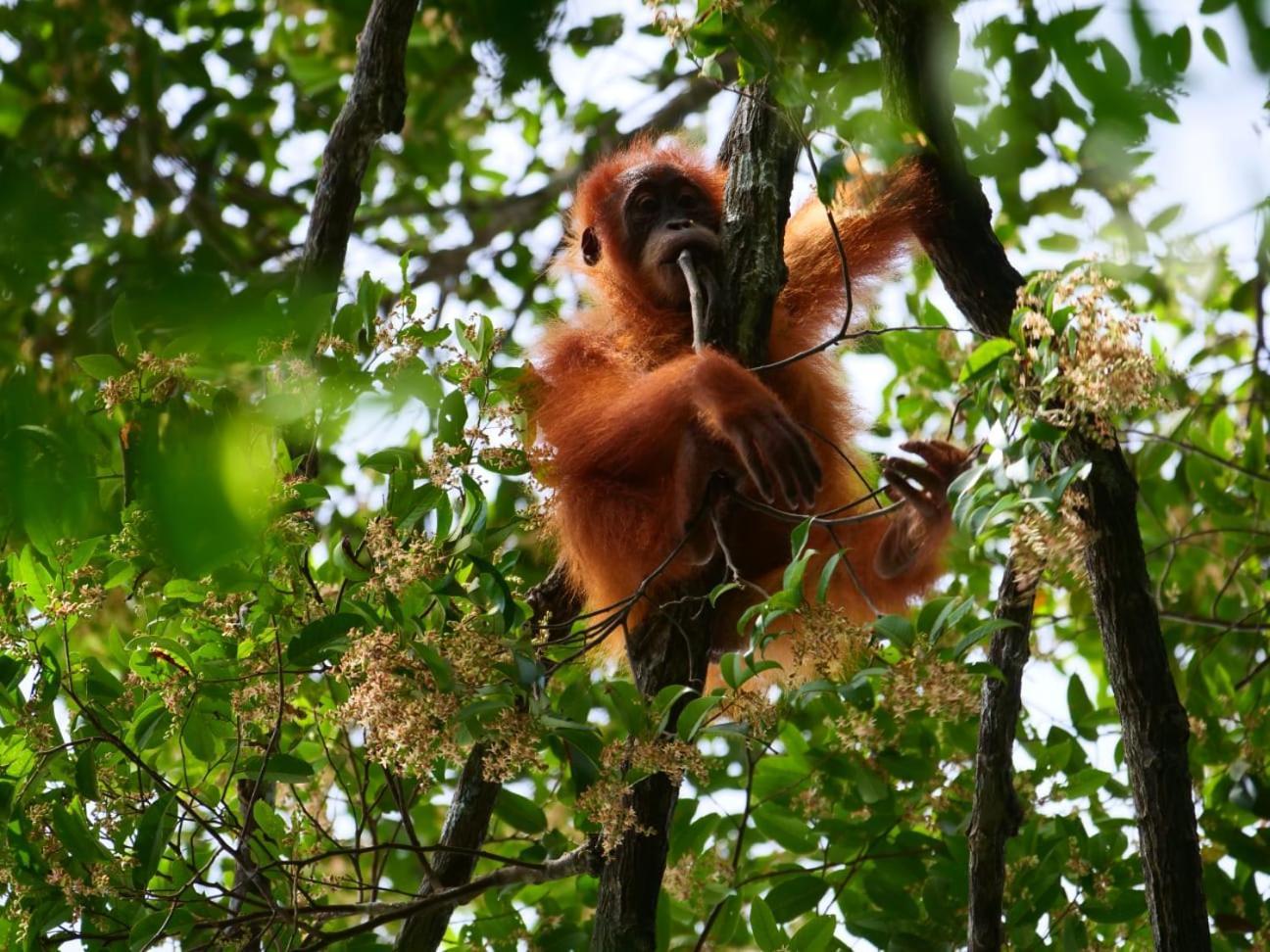 بوكيت لاوانج Lucky Bamboo'Bungalows-Resto And Orangutan Jungle Trekking Tours المظهر الخارجي الصورة